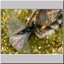 Stylops melittae - Faecherfluegler m46 5mm an Andrena vaga.jpg